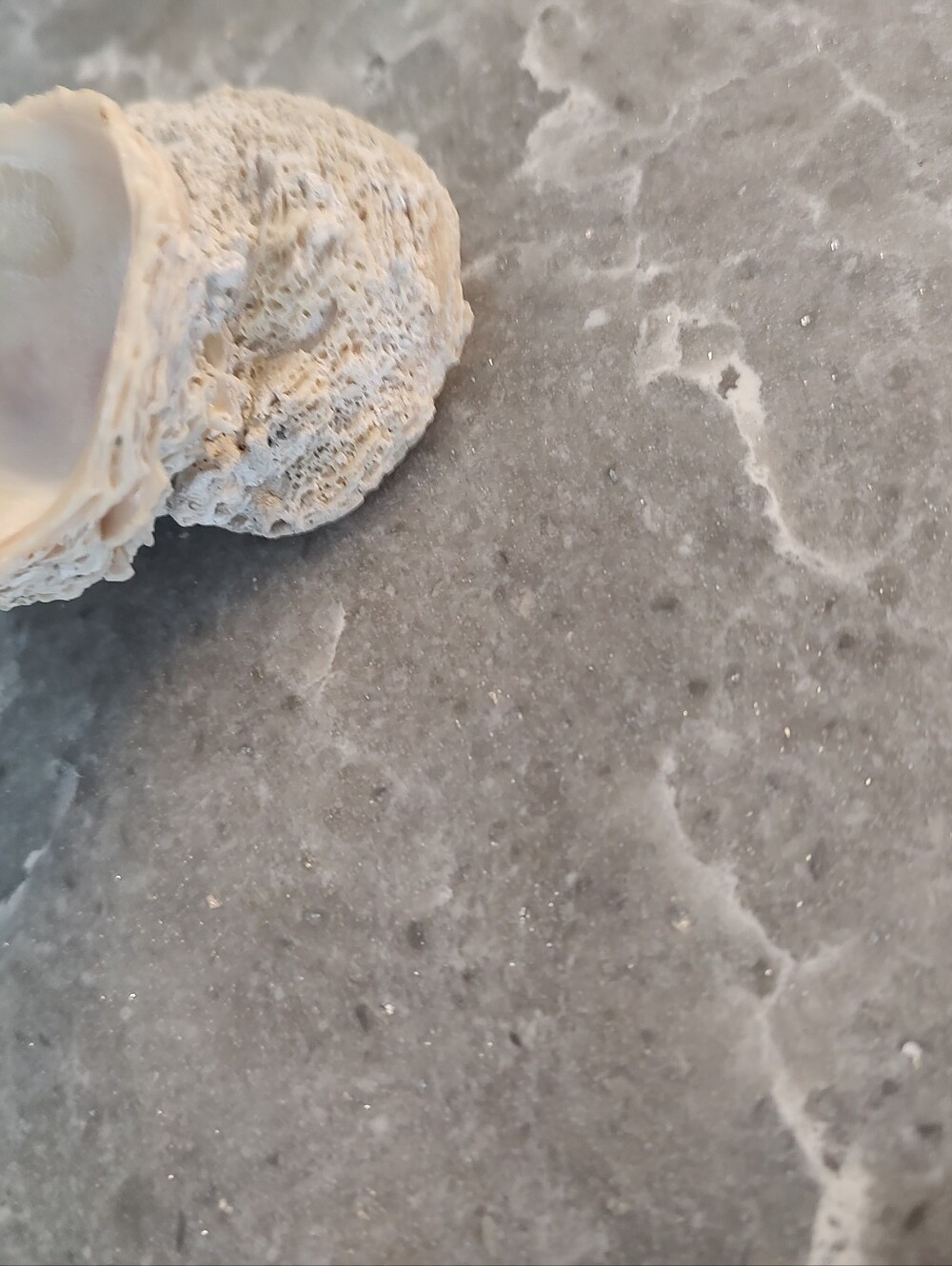 Unique Shells about 15 - Picture 10 of 11